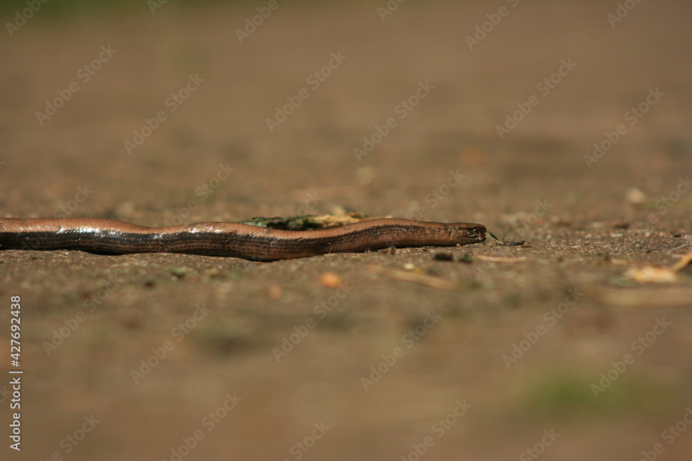 lizard lizard