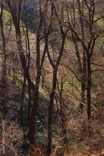 The beautiful colors of spring in the forest