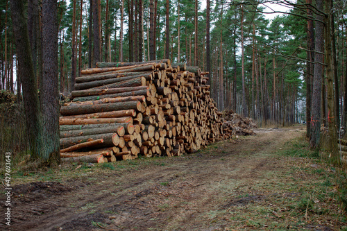 The cut trunks of pine trees in the forest are piled up in a heap, next to the road for the tractor. The concept of cutting down trees. deforestation