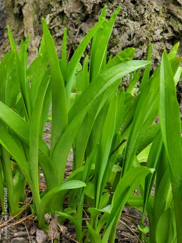 green grass in the garden