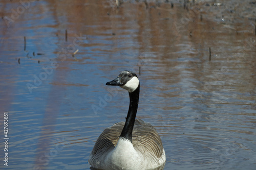 A Canadian Goose (Branta Canadensis) in a Pond