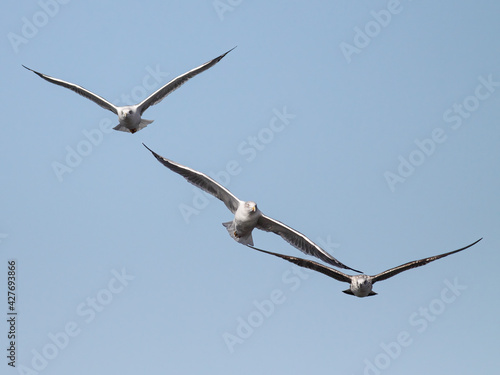 Formation of three seagulls in flight