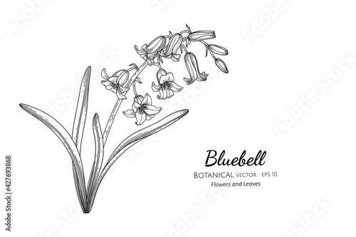 Bluebell flower and leaf hand drawn botanical illustration with line art.