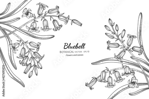 Bluebell flower and leaf hand drawn botanical illustration with line art.