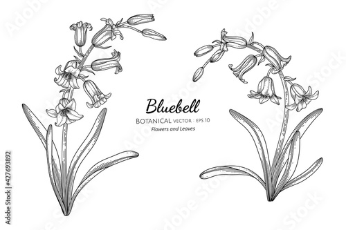 Bluebell flower and leaf hand drawn botanical illustration with line art.