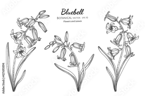 Bluebell flower and leaf hand drawn botanical illustration with line art.