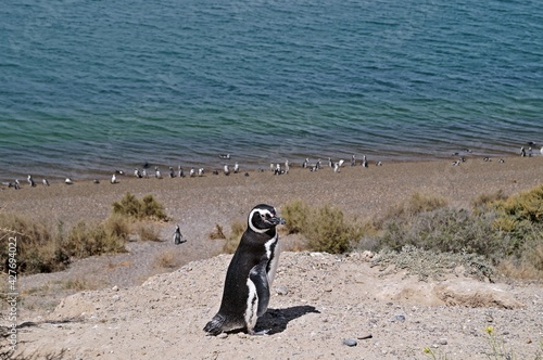 Pinguim de Magalhães em Caleta Valdés na Península Valdés / Argentina
