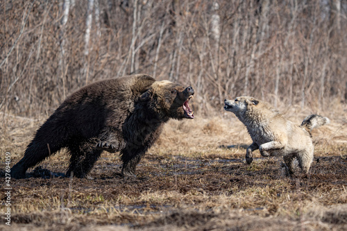  bear and dog . the dog attacks and bites the bear photo