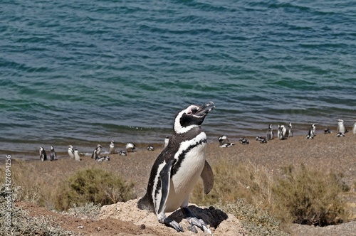 Pinguim de Magalhães em Caleta Valdés na Península Valdés / Argentina