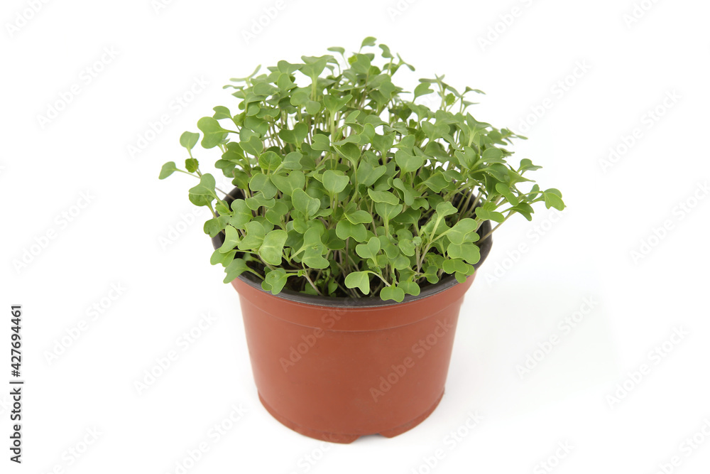 Brussels sprout seedlings in pot isolated on white background. Growing small young vegetable seedlings. Brussels sprout seedlings in pot isolated on white background. Growing small young vegetable seedlings.