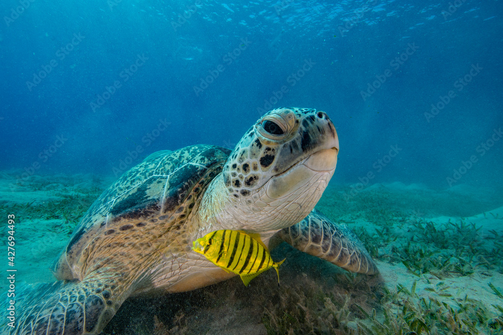 Fototapeta premium Sea turtle red sea egypt