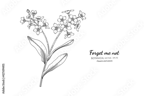 Forget me not flower and leaf hand drawn botanical illustration with line art.