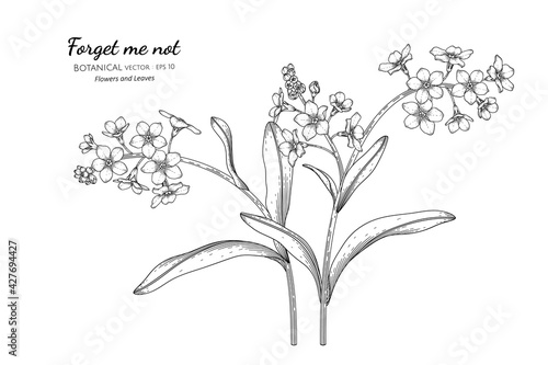 Forget me not flower and leaf hand drawn botanical illustration with line art.