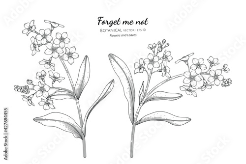 Forget me not flower and leaf hand drawn botanical illustration with line art.