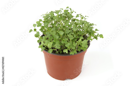 Brussels sprout seedlings in pot isolated on white background. Growing small young vegetable seedlings.