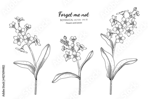Forget me not flower and leaf hand drawn botanical illustration with line art.