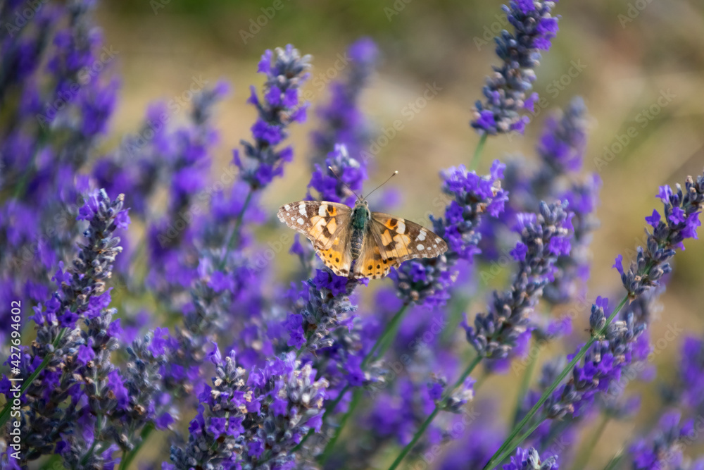 Butterfly posing on lavender flower Butterfly posing on lavender flower