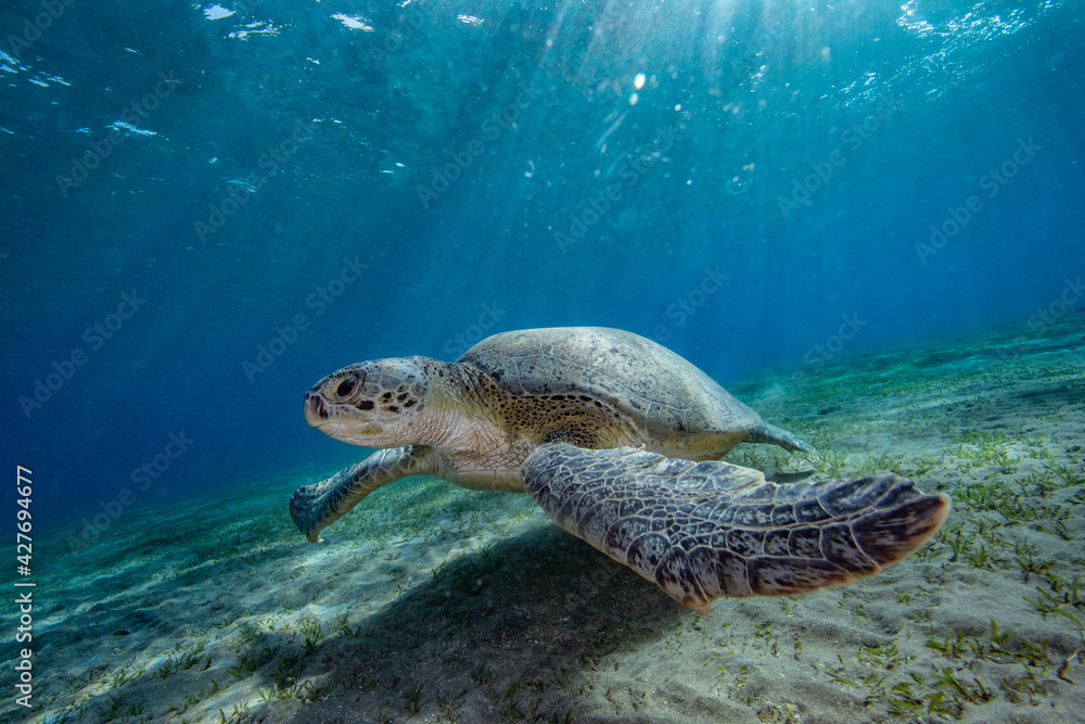 Obraz premium Sea turtle red sea egypt