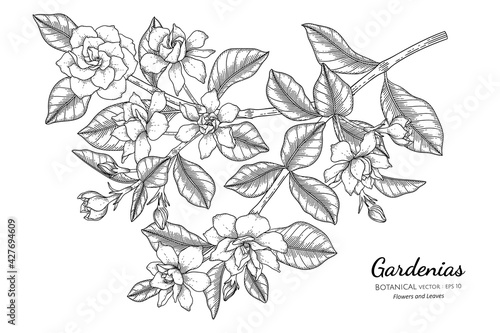 Gardenias flower and leaf hand drawn botanical illustration with line art.