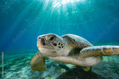 Sea turtle red sea egypt