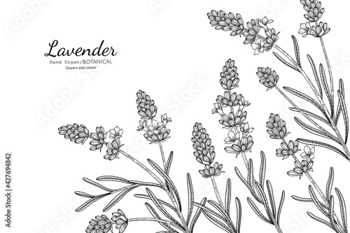 Lavender flower and leaf hand drawn botanical illustration with line art.