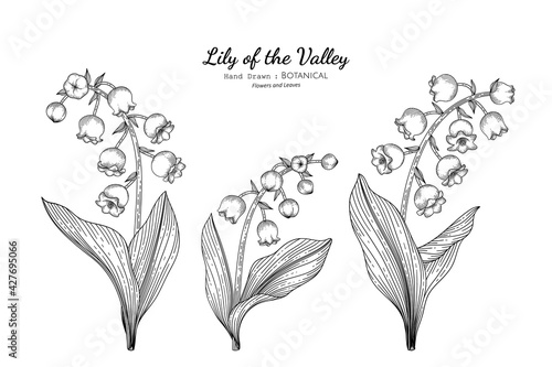 Lily of the valley flower and leaf hand drawn botanical illustration with line art.