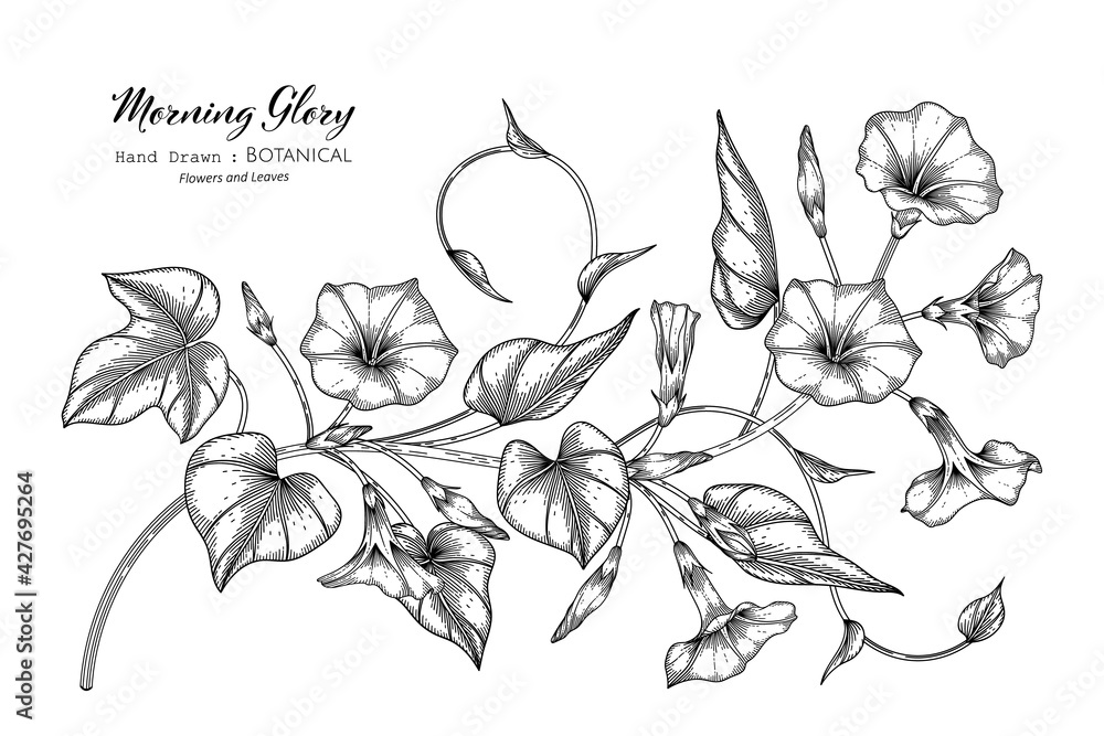Morning Glory Botanical Illustration