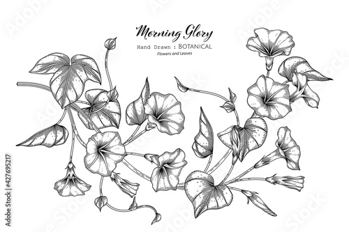 Morning glory flower and leaf hand drawn botanical illustration with line art.