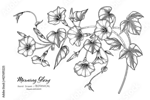 Morning glory flower and leaf hand drawn botanical illustration with line art.