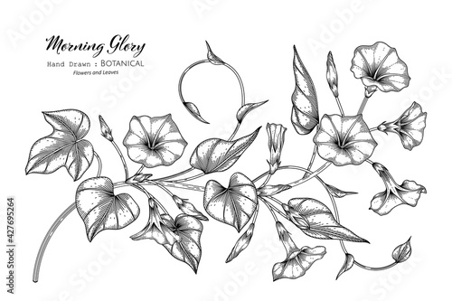 Morning glory flower and leaf hand drawn botanical illustration with line art.