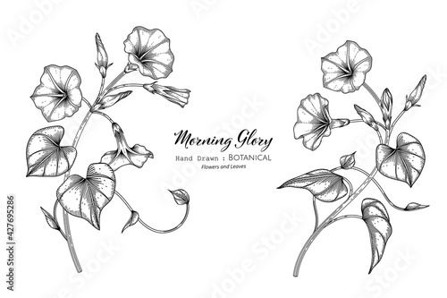 Morning glory flower and leaf hand drawn botanical illustration with line art.