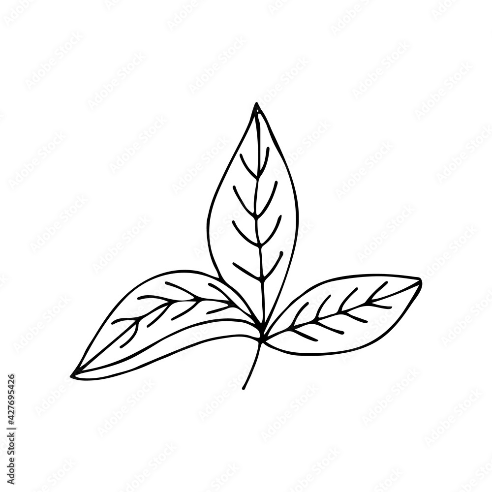 Doodle leaf illustration in vector. Hand drawn leaf illustration. Doodle leaf icon. Doodle leaf illustration in vector. Hand drawn leaf illustration. Doodle leaf icon.