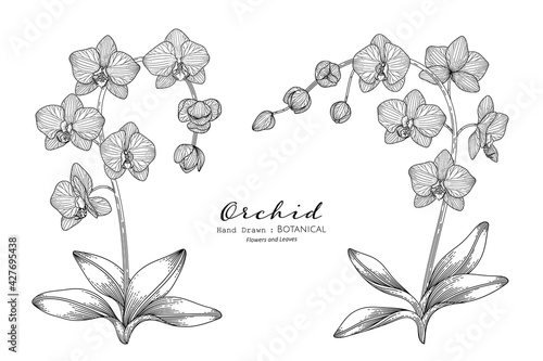 Orchid flower and leaf hand drawn botanical illustration with line art.