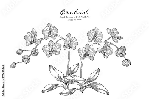 Orchid flower and leaf hand drawn botanical illustration with line art.