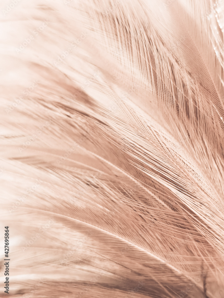 Beautiful abstract white and brown feathers on white background and soft yellow feather texture on white pattern and yellow background, feather background, gold feathers banners, brown texture Beautiful abstract white and brown feathers on white background and soft yellow feather texture on white pattern and yellow background, feather background, gold feathers banners, brown texture