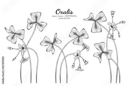 Oxalis flower and leaf hand drawn botanical illustration with line art.