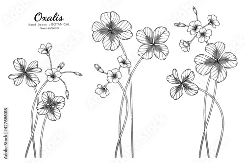 Oxalis flower and leaf hand drawn botanical illustration with line art.