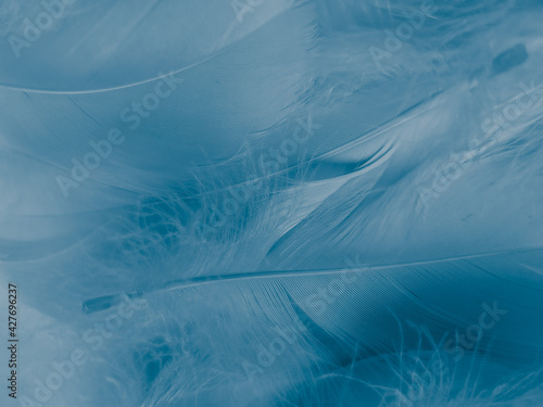 Beautiful abstract blue feathers on white background, white feather texture and blue background, feather wallpaper, blue texture banners, love theme, valentines day, gray gradient © Weerayuth
