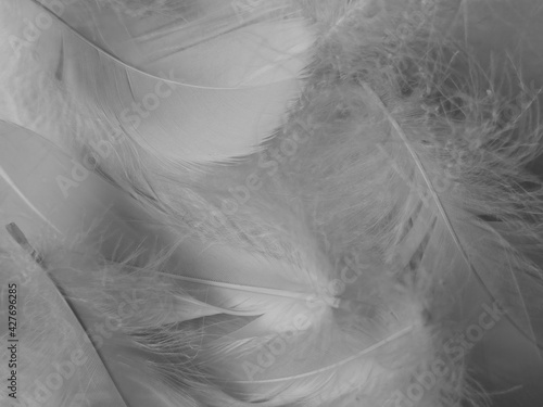 Fototapeta Naklejka Na Ścianę i Meble -  Beautiful abstract gray feathers on white background, soft white feather texture on white texture pattern, dark theme wallpaper, black feather background, white gradient frame banners