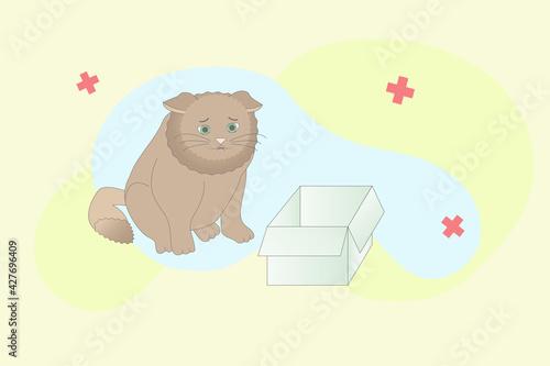 a sad cat near an empty box
