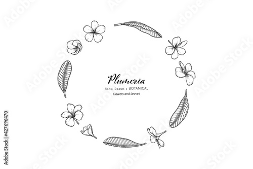Plumeria flower and leaf hand drawn botanical illustration with line art.