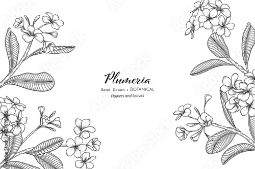Fototapeta Naklejka Na Ścianę i Meble -  Plumeria flower and leaf hand drawn botanical illustration with line art.