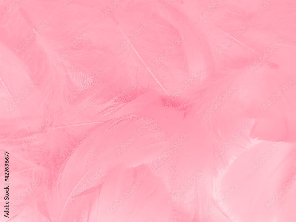 Pink feather background. Beautiful light pink feathers background