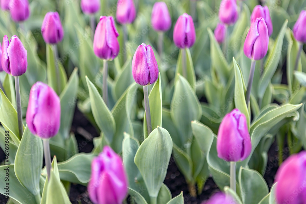 purple tulips bloom in a flower bed in a city park. close-up, selective focus purple tulips bloom in a flower bed in a city park. close-up, selective focus