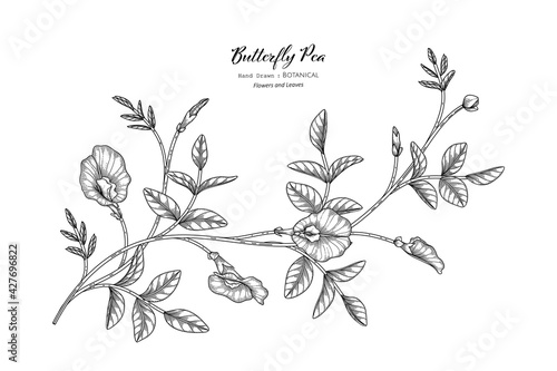 Butterfly peas flower and leaf hand drawn botanical illustration with line art.