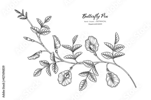 Butterfly peas flower and leaf hand drawn botanical illustration with line art.