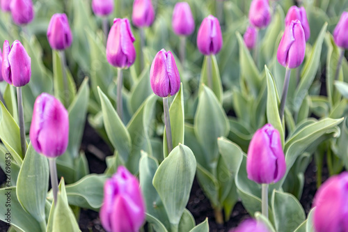purple tulips bloom in a flower bed in a city park. close-up, selective focus
