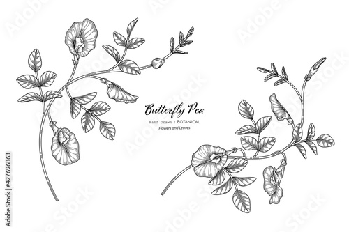 Butterfly peas flower and leaf hand drawn botanical illustration with line art.