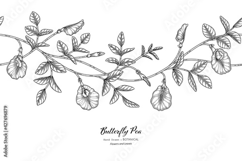Seamless pattern Butterfly peas flower and leaf hand drawn botanical illustration with line art.