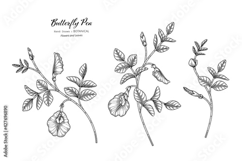 Butterfly peas flower and leaf hand drawn botanical illustration with line art.
